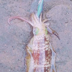 まだまだ小さい