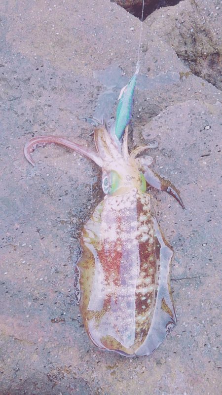 まだまだ小さい