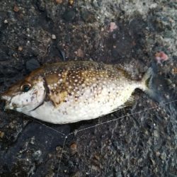 久々にサビキ釣りをしてみた