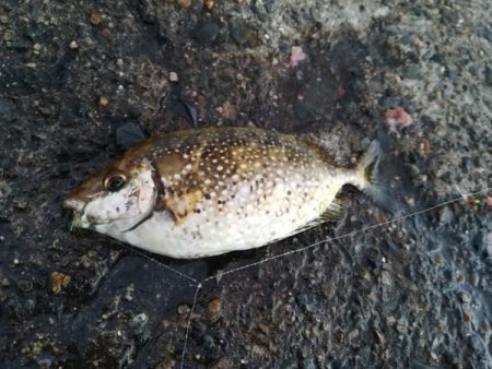 久々にサビキ釣りをしてみた