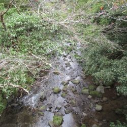 狩野川(狩野川漁業協同組合) 釣果