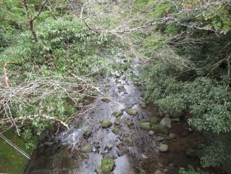 狩野川(狩野川漁業協同組合) 釣果