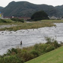狩野川(狩野川漁業協同組合) 釣果
