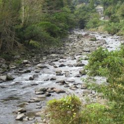 狩野川(狩野川漁業協同組合) 釣果