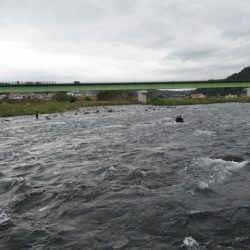 狩野川(狩野川漁業協同組合) 釣果
