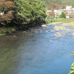 狩野川(狩野川漁業協同組合) 釣果