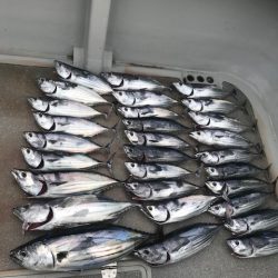 へいみつ丸 釣果