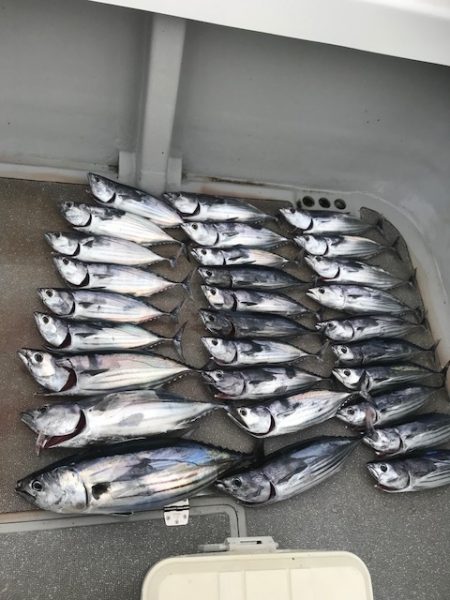 へいみつ丸 釣果