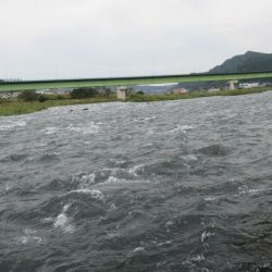 狩野川(狩野川漁業協同組合) 釣果