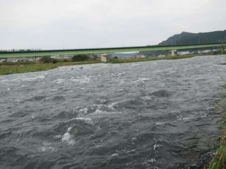 狩野川（狩野川漁業協同組合） 釣果