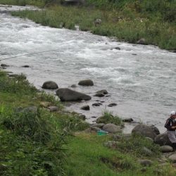 狩野川(狩野川漁業協同組合) 釣果