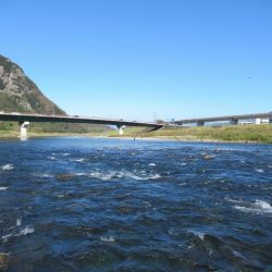 狩野川(狩野川漁業協同組合) 釣果