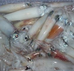 松福丸 釣果
