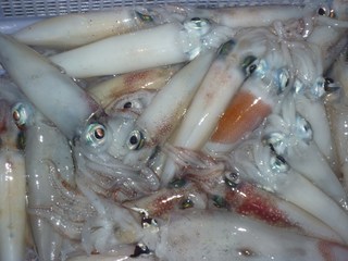 松福丸 釣果