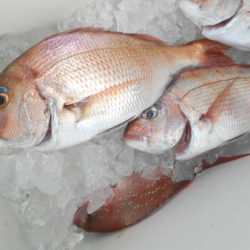 こうゆう丸 釣果