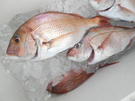 こうゆう丸 釣果