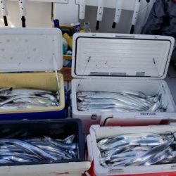 暁〜akatsuki〜 釣果