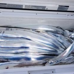 暁〜akatsuki〜 釣果