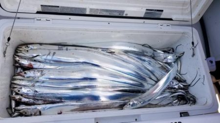 暁〜akatsuki〜 釣果