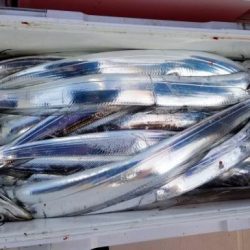 暁〜akatsuki〜 釣果