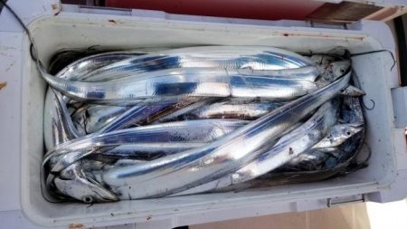 暁〜akatsuki〜 釣果