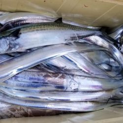 暁〜akatsuki〜 釣果