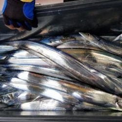 暁〜akatsuki〜 釣果