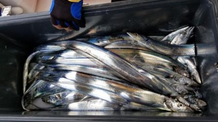 暁〜akatsuki〜 釣果