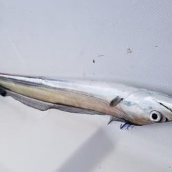 暁〜akatsuki〜 釣果