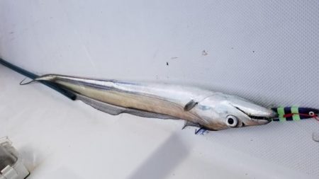 暁〜akatsuki〜 釣果