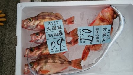 大進丸(新潟) 釣果