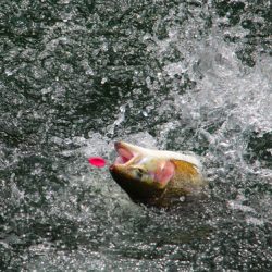 小菅トラウトガーデン 釣果