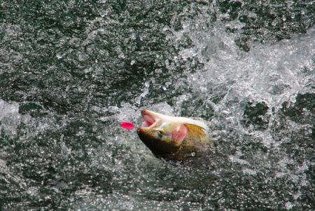 小菅トラウトガーデン 釣果