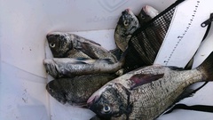 まこと渡船 釣果