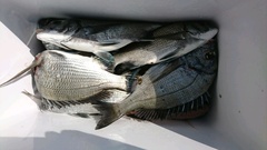 まこと渡船 釣果