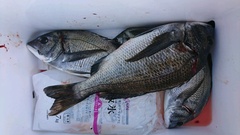 まこと渡船 釣果