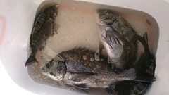 まこと渡船 釣果