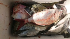 まこと渡船 釣果