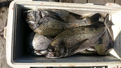 まこと渡船 釣果