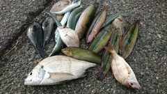 まこと渡船 釣果