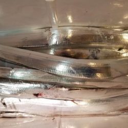 暁〜akatsuki〜 釣果