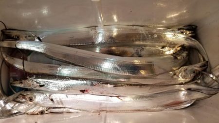 暁〜akatsuki〜 釣果