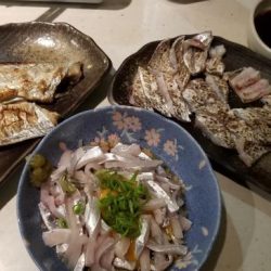 暁〜akatsuki〜 釣果