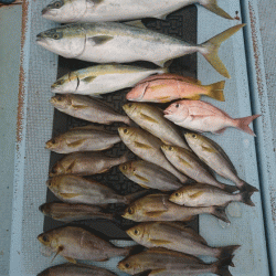 清和丸 釣果