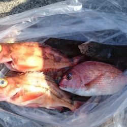 大進丸(新潟) 釣果