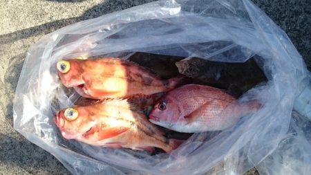 大進丸(新潟) 釣果