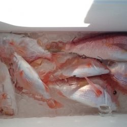 大進丸（新潟） 釣果