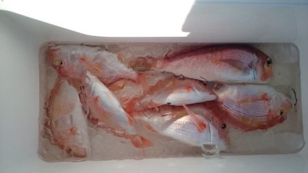 大進丸（新潟） 釣果