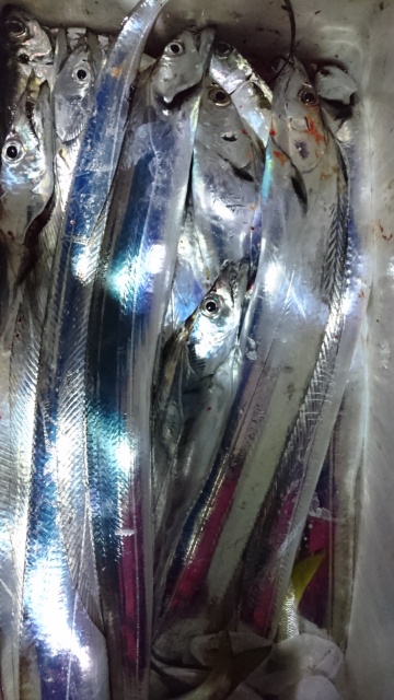 海晴丸 釣果