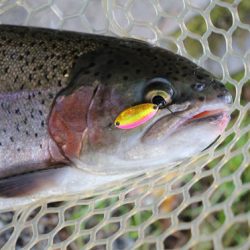 小菅トラウトガーデン 釣果